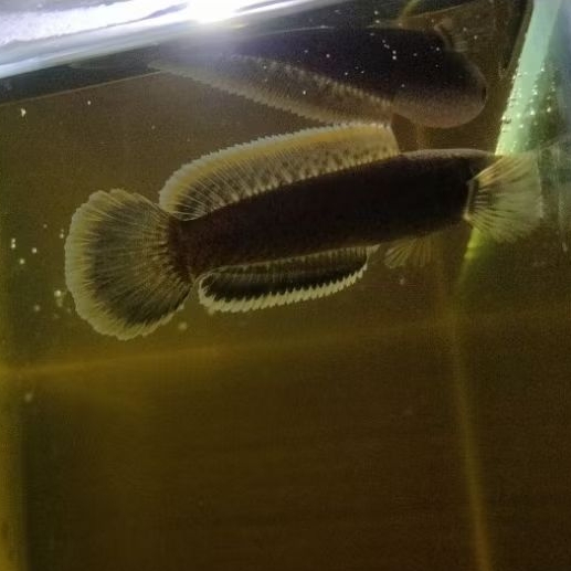 Baby Limbata Progresan