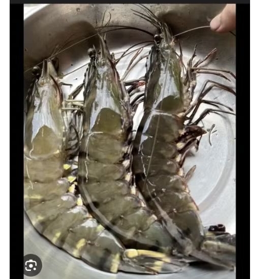 Salmon fresh & udang fresh