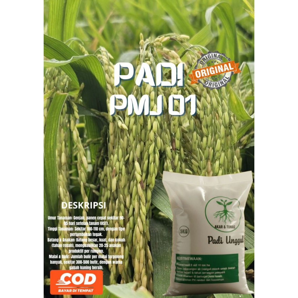 BIBIT PADI UNGGUL BERKUALITAS PMJ 01
