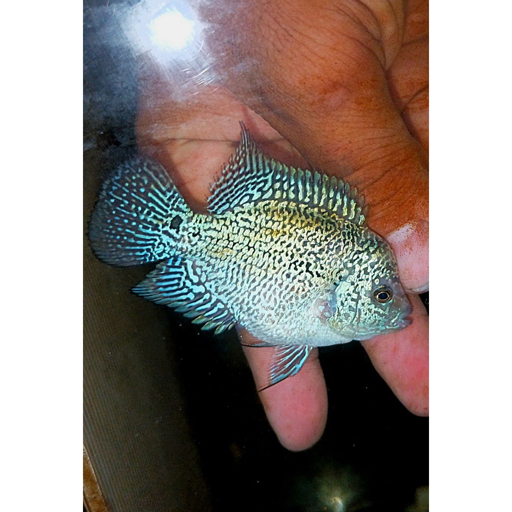 Lukisan Louhan Kamfa Mata Putih Body Tebal