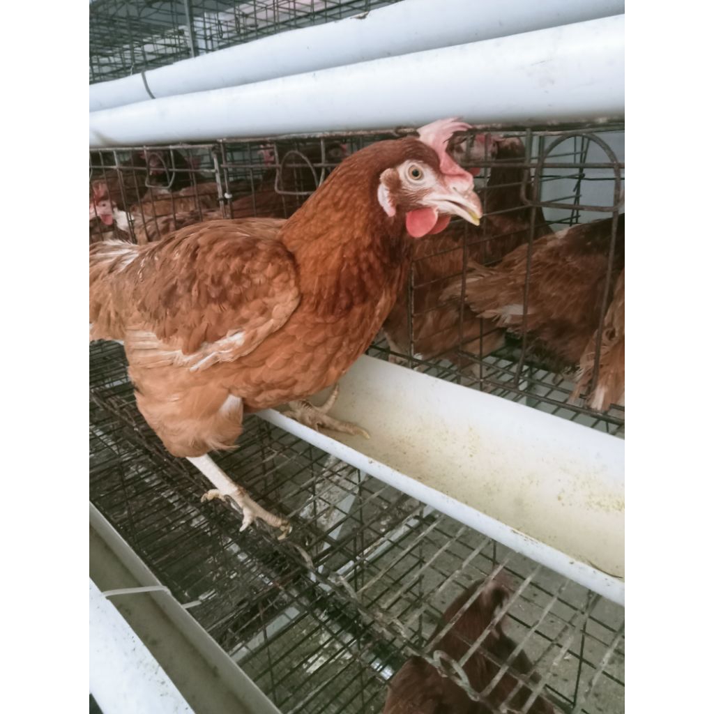ayam petelur produksi  sudah vaksin