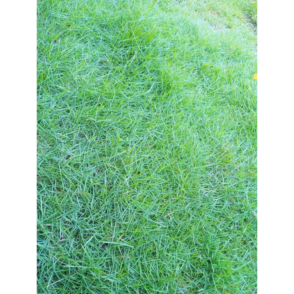 GERAI SUBUR - Rumput Jepang Hidup 10 x 10 Cm Rumput Hias Hijau Segar Untuk Taman / Kuburan / Makam