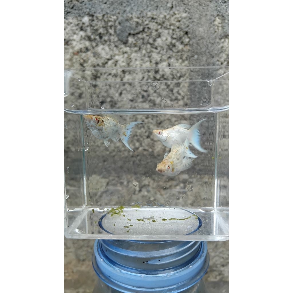 MOLLY BALLON ALBINO MARBLE LYRTAIL/CAWANG
