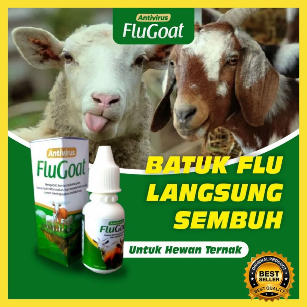 DICARI-CARI  Obat Kambing Flu Ngorok, Obat Kambing Flu Pilek, Obat Kambing Flu Paling Ampuh