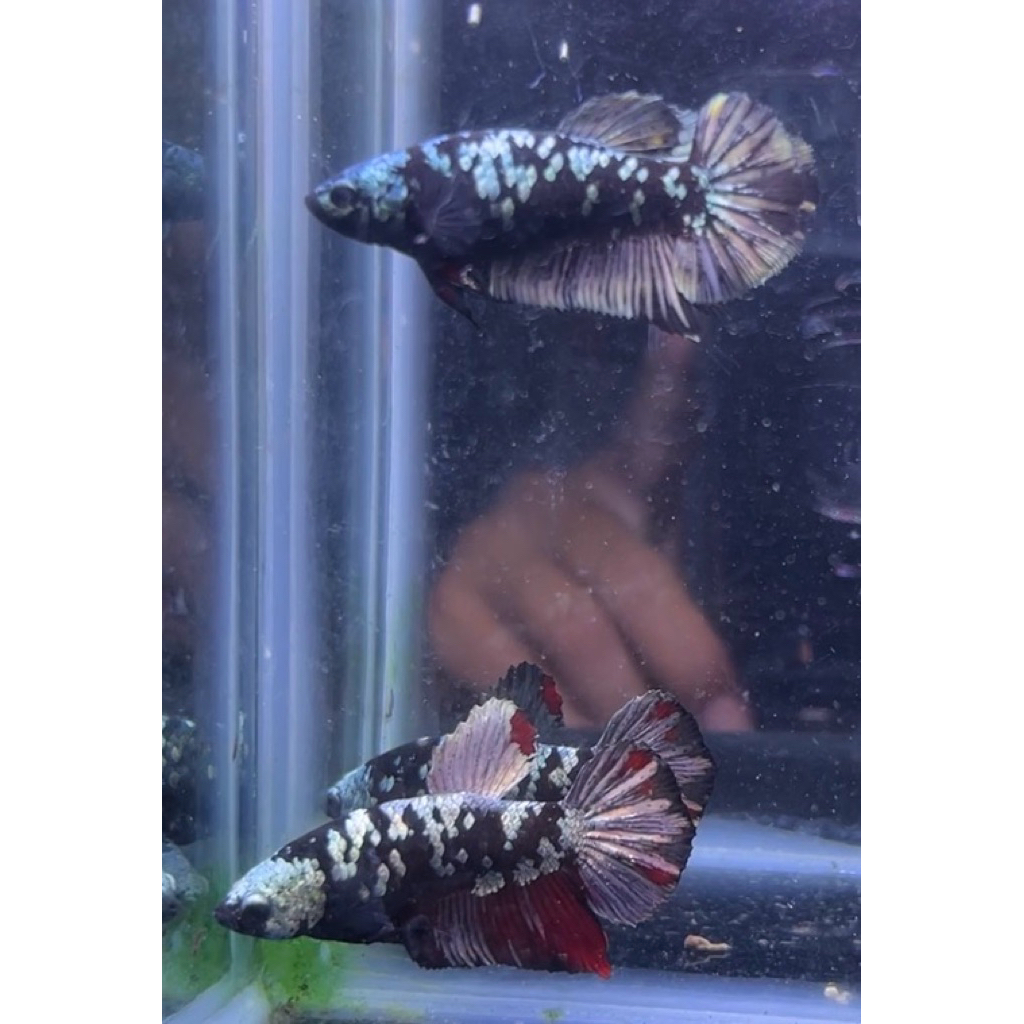 FD02AV sepasang avatar black cooper siap pijah