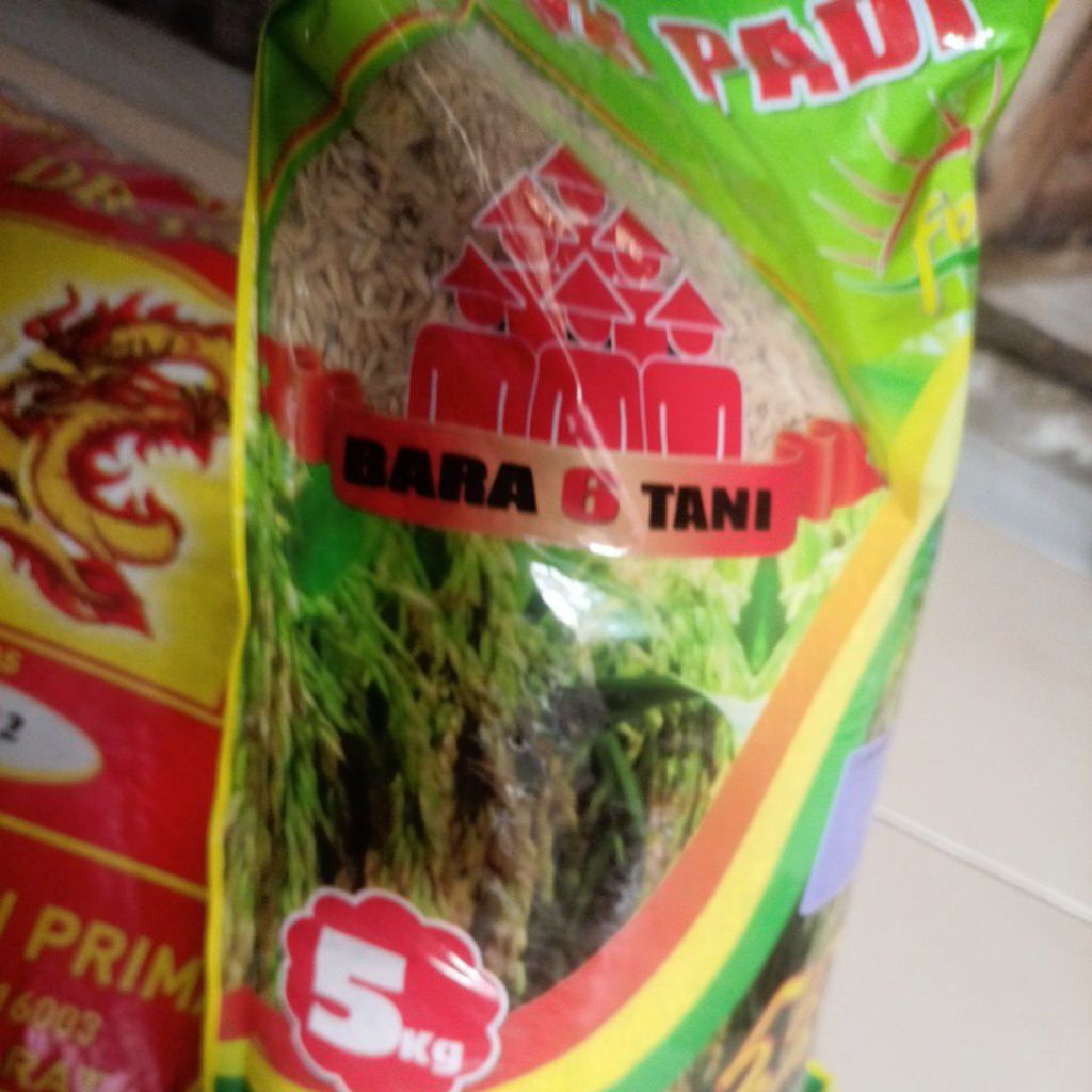 benih padi ciherang beruang