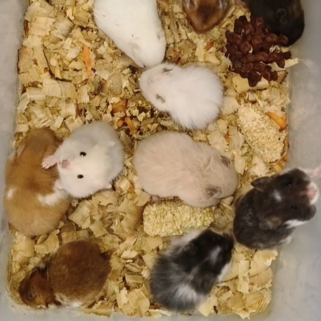 Hamster Syrian Jinak Lucu 10ekor PAKET HEMAT / Hamster Sehat Lincah / Syrian Hamster Termurah Grosir