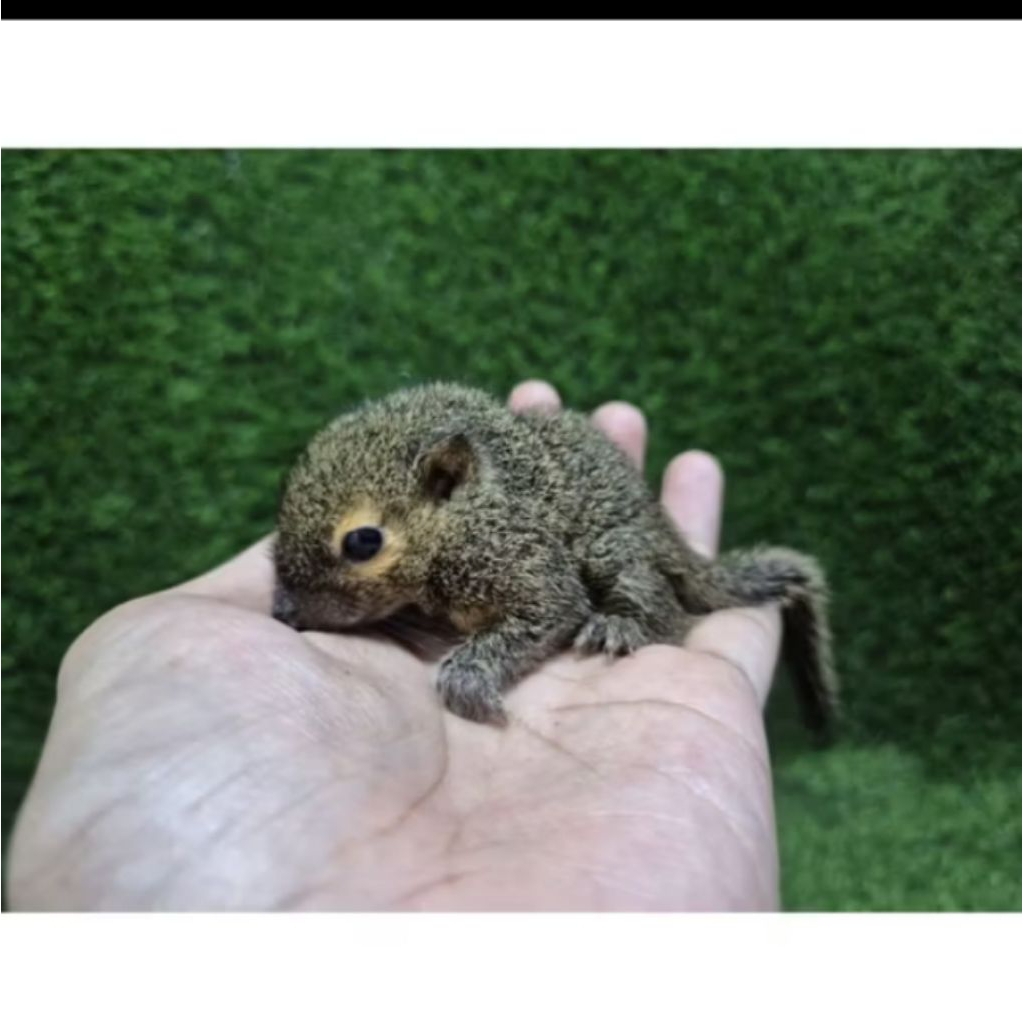 tupai kelapa anakan jinak