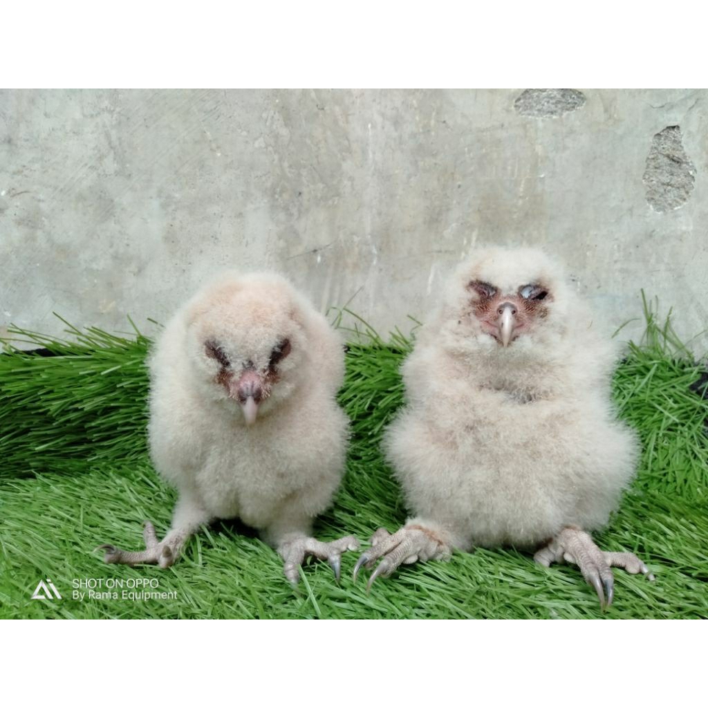 Burung Hantu Oriental Bay Owl / Obay Bulu Kapas Brancher