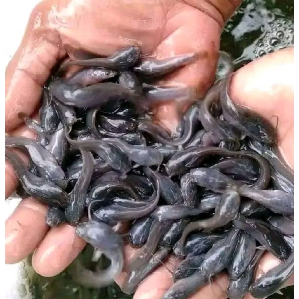 50 bibit bibi bobot lele jumbo unggul kolam akuarium paling sehat lincah dekorasi Akuarium aquasecep