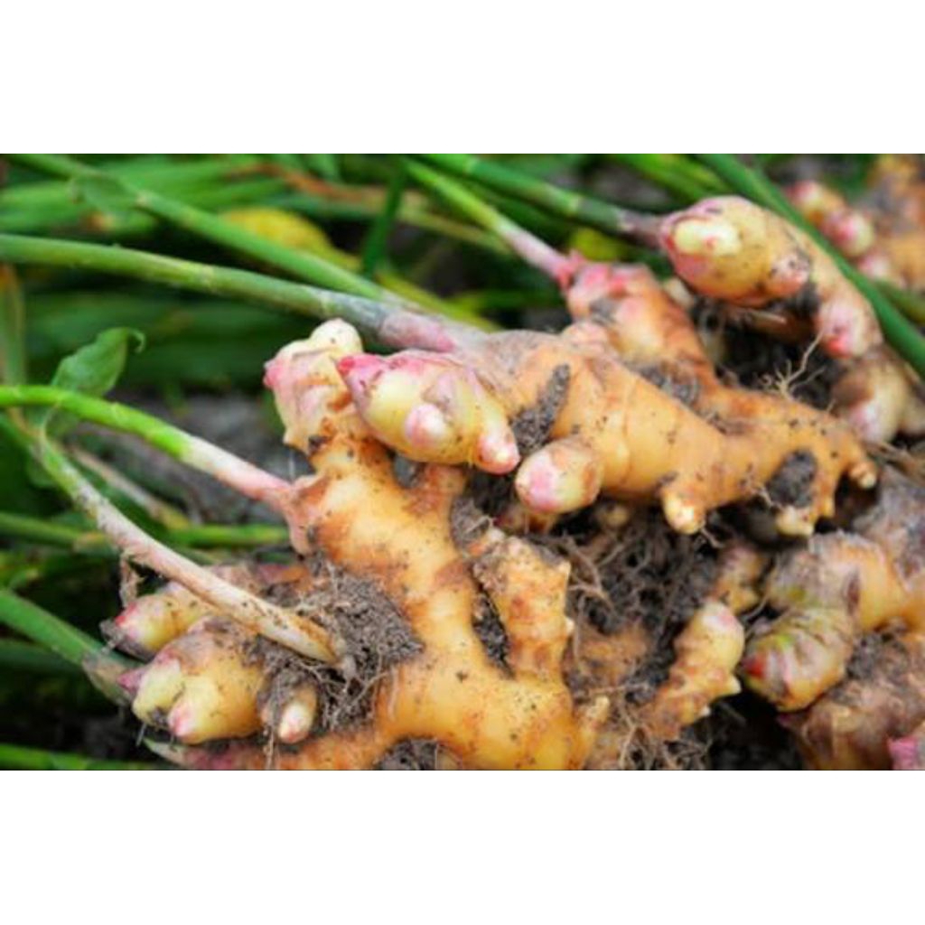 jahe gajah atau jahe badak segar muda 1kg