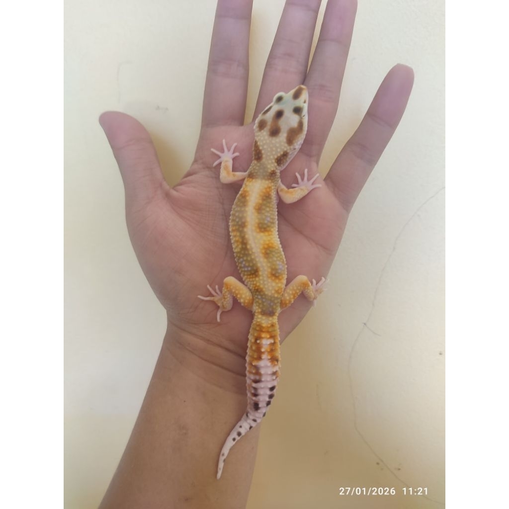 mainan leopard gecko