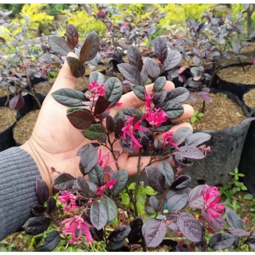 Tanaman Hias Bidara Arab Merah/Bahan Bibit Bonsai Serut Merah