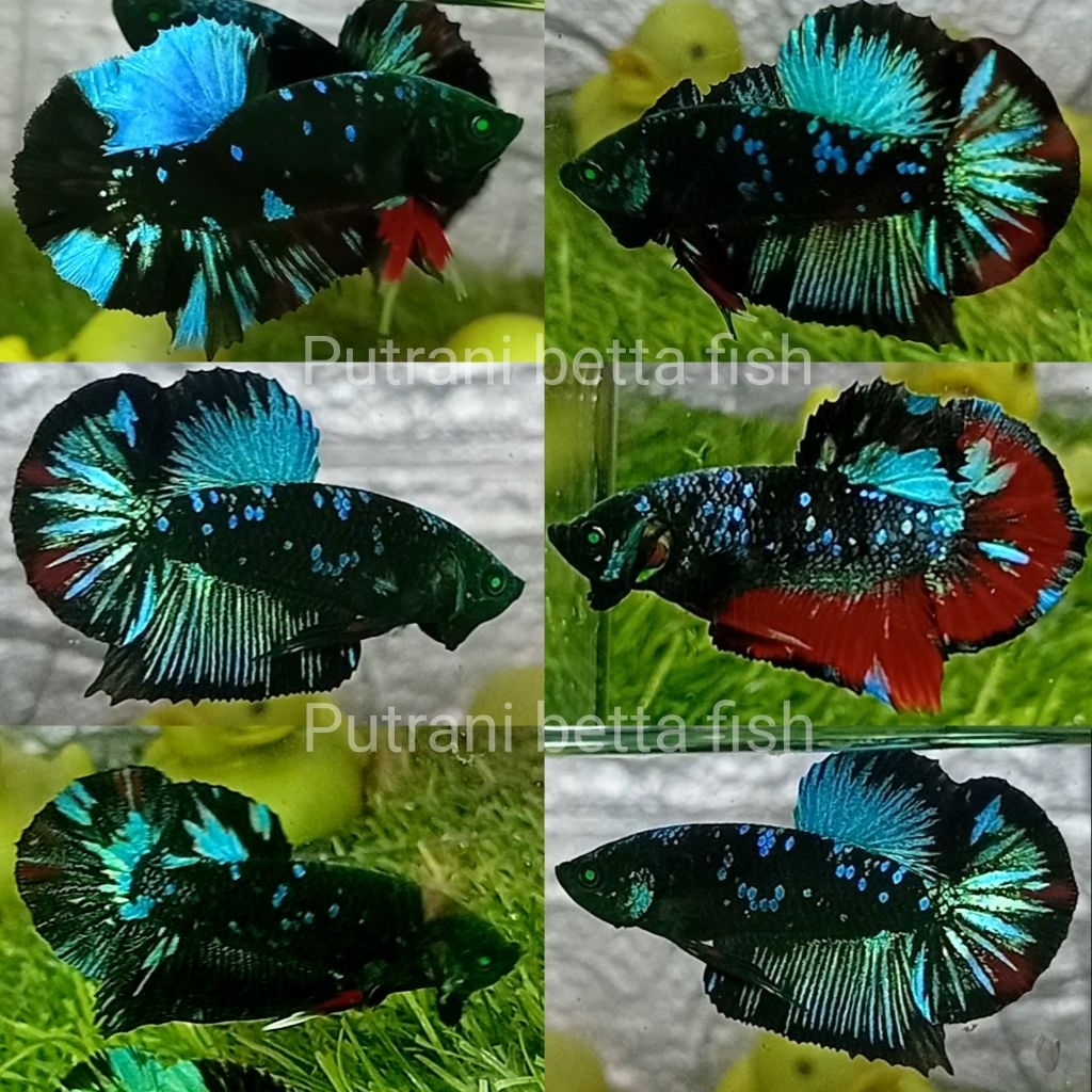 satu pasang avatar hulk nebula top grade