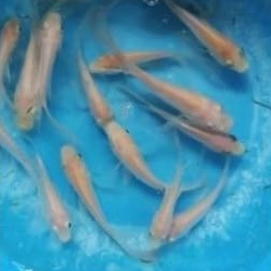 ikan nila kumpay/slayer albino