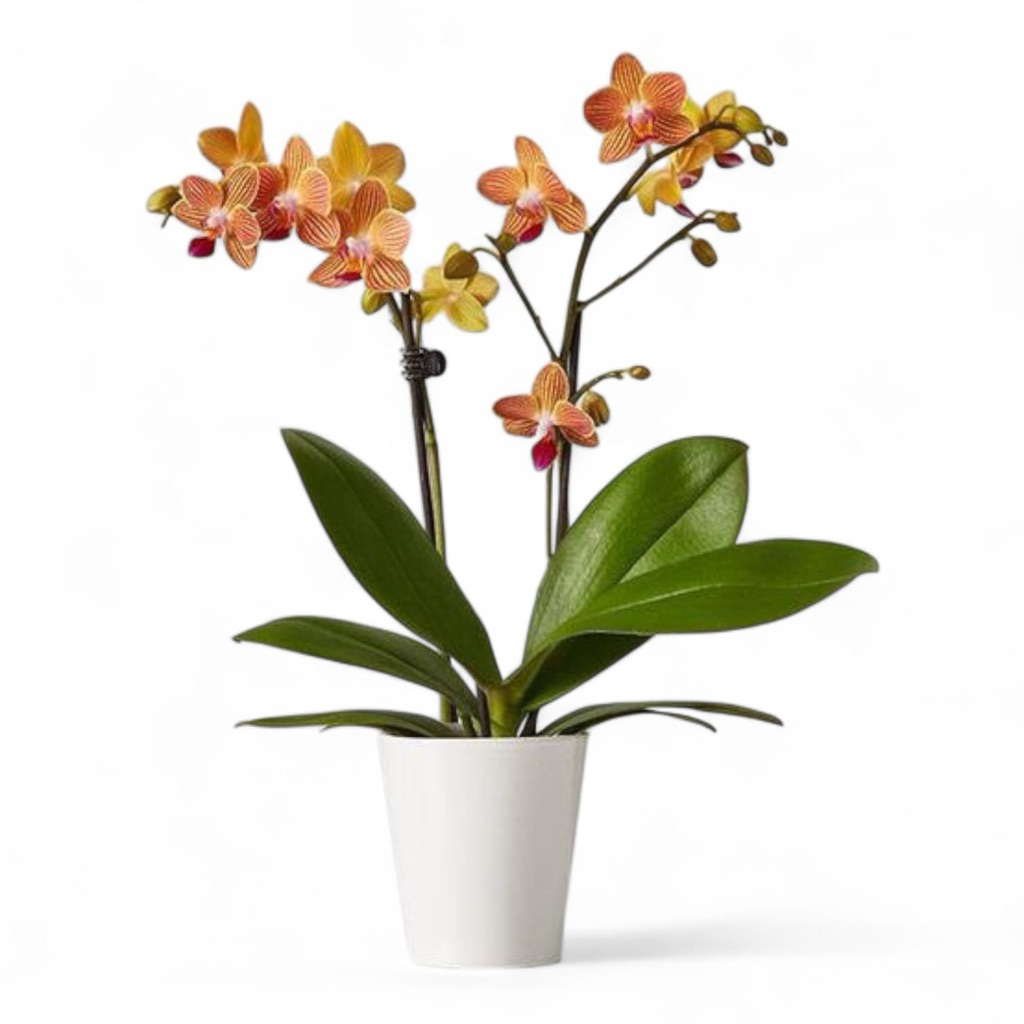 (BISA COD) PROMO Bunga Hias Anggrek Bulan JUMBO SUPER PREMIUM Pasca Bunga Tanaman Hias Anggrek Bulan