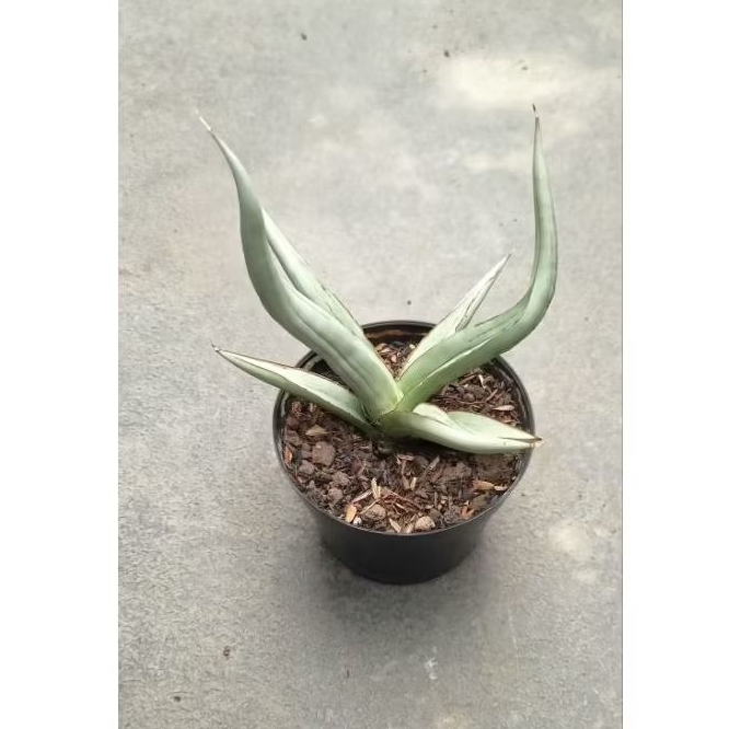 Sansevieria Dancing Dragon