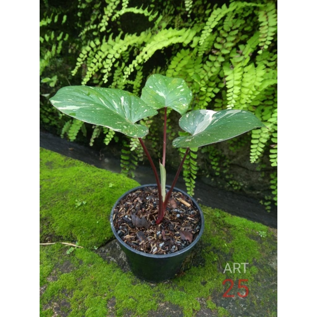 Homalomena Rubescens 'Stardust' Variegata Homa Varigata Sesuai Foto
