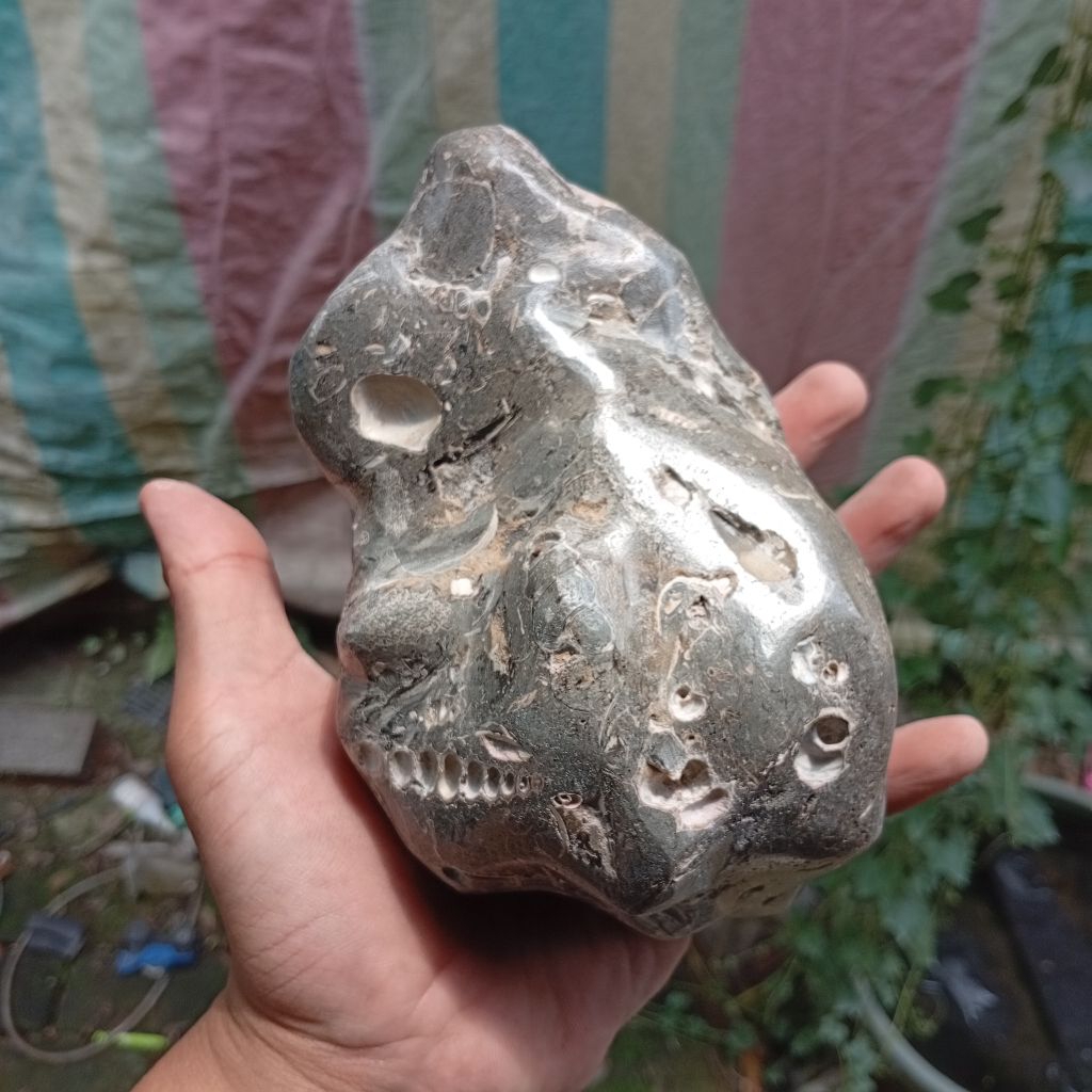 batu keong kerang purba Shell stone unique