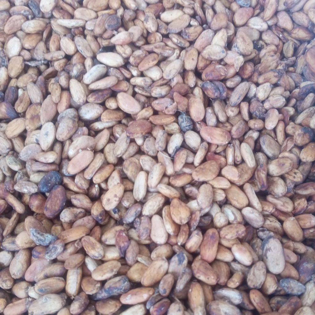 biji kakao / coklat kering, murni biji  non fermentasi 1 kilogram