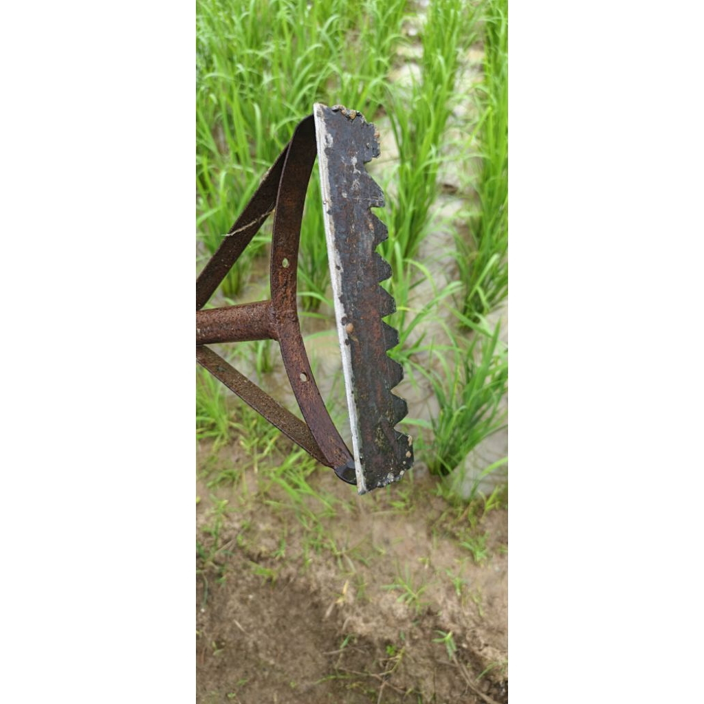 alat matun padi sawah atau penyiang gulma