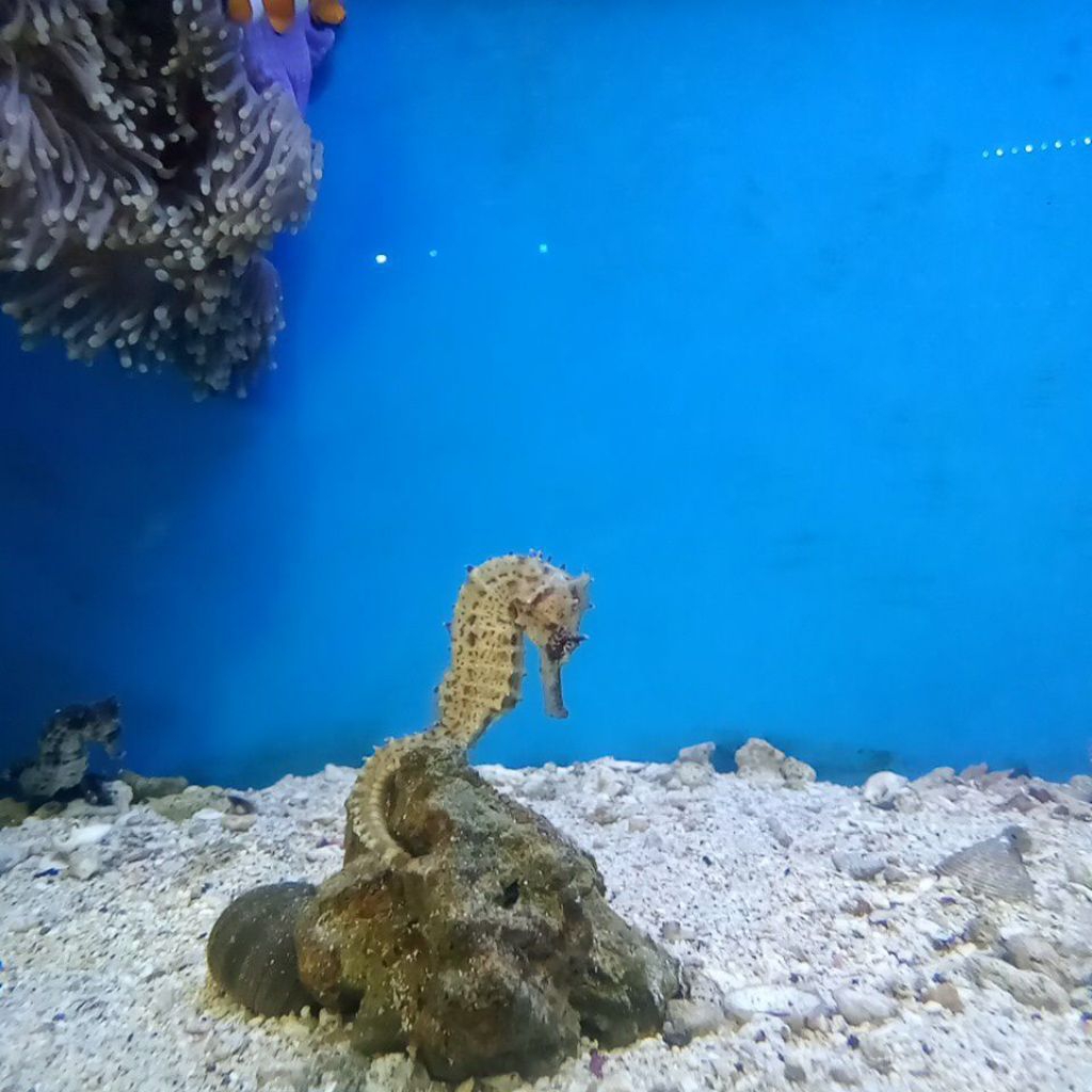 KUDA LAUT ASLI HIDUP AIR LAUT