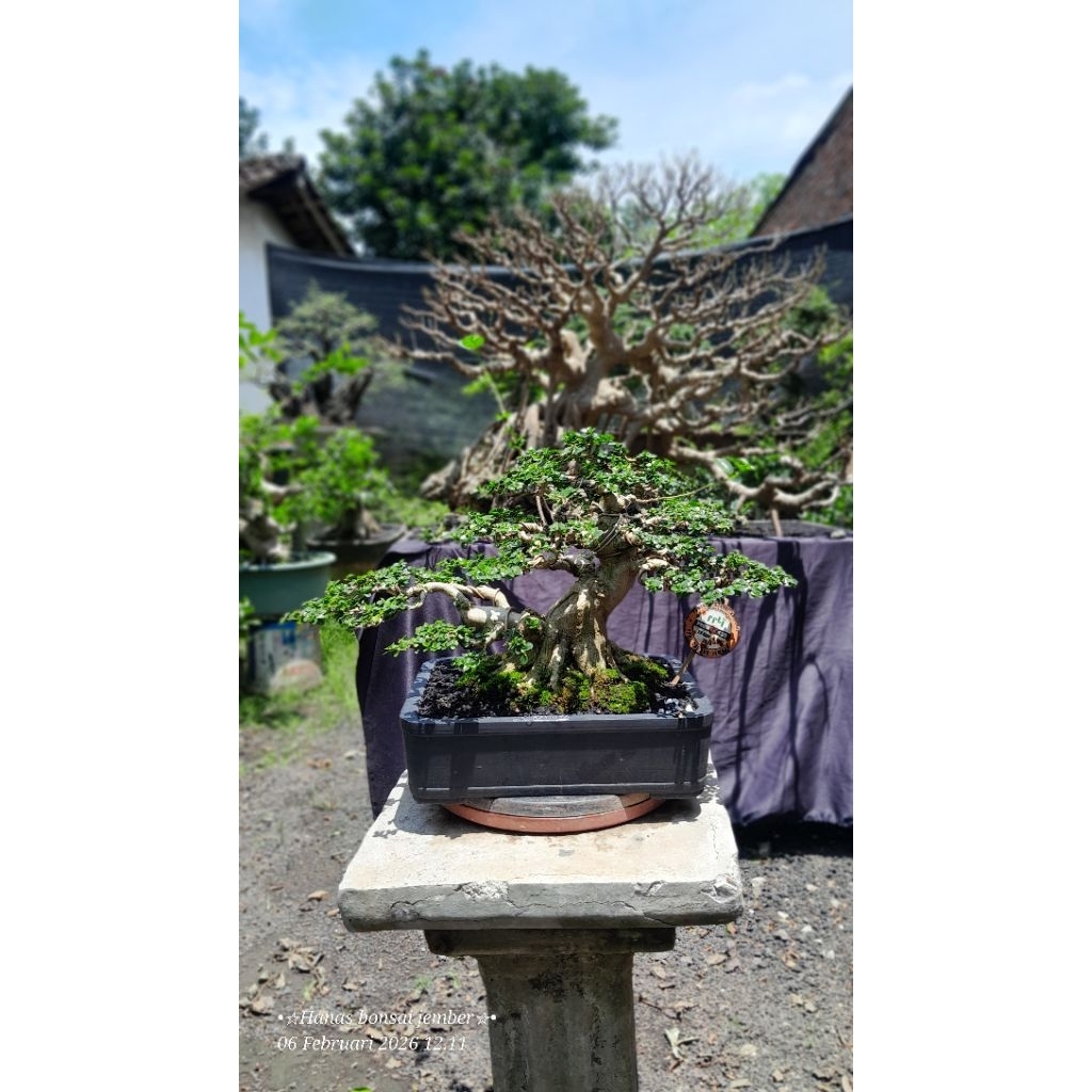 bonsai sancang small berprestasi
