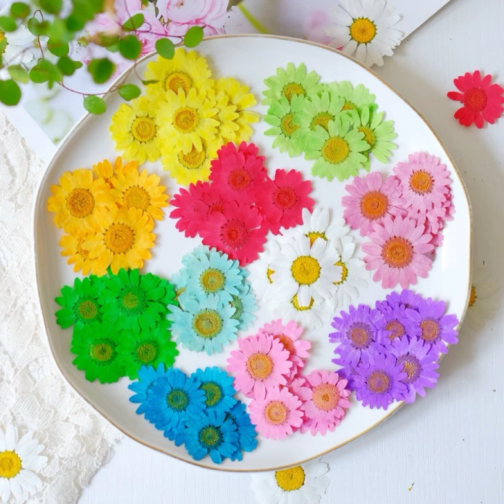 Bunga Daisy Pressed Flowers Bunga Kering Press Resin