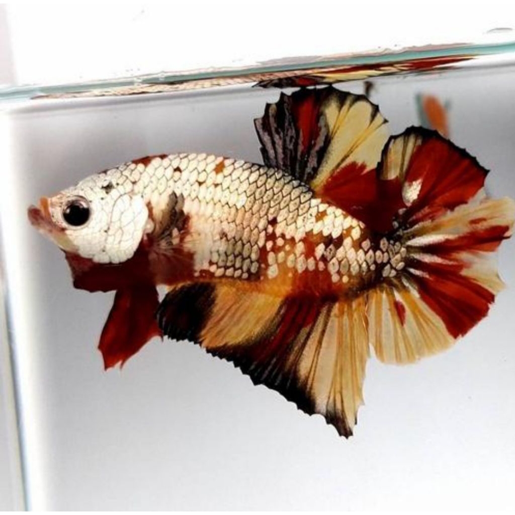 ikan cupang AVATAR nemo cooper THAILAND top Gren A++ .jantan SIZE dewasa 5bulanan