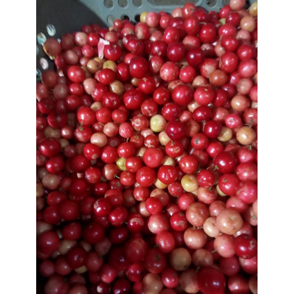 Buah loba lobi buah langka ukuran 500 grm