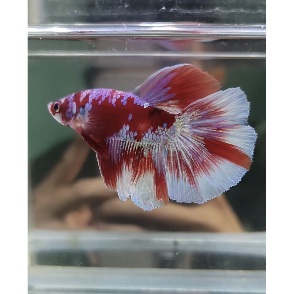 cupang halfmoon barongsai