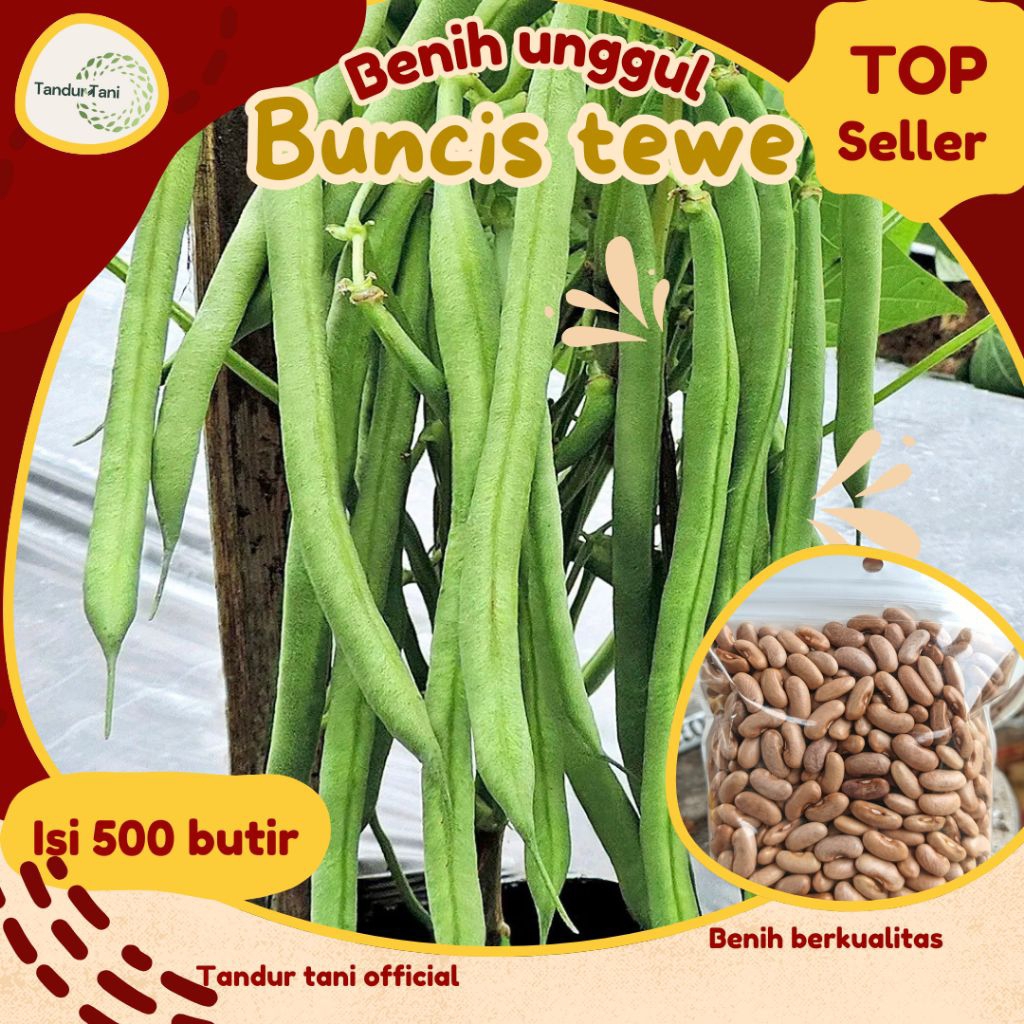 Tandur tani Benih Buncis 500 butir Buncis tewe berkualitas