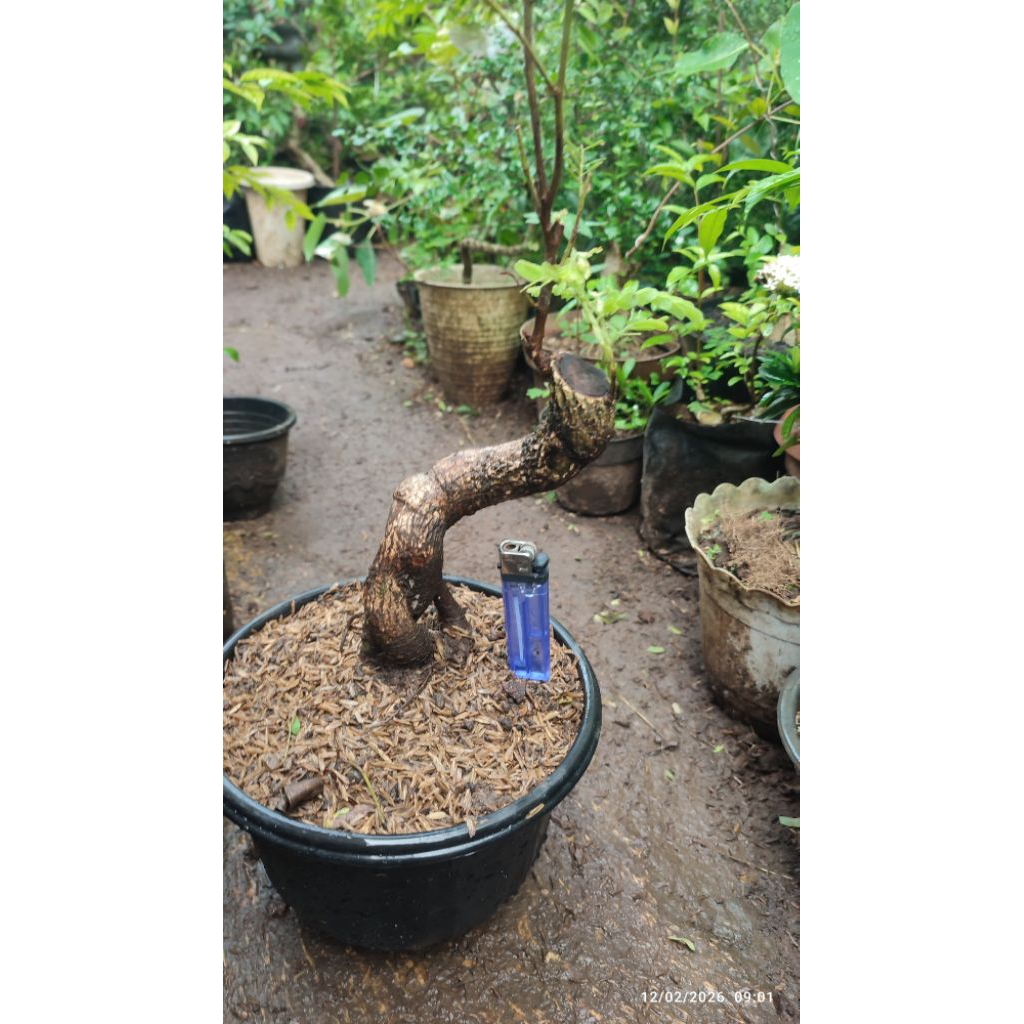 bahan bonsai asem jawa