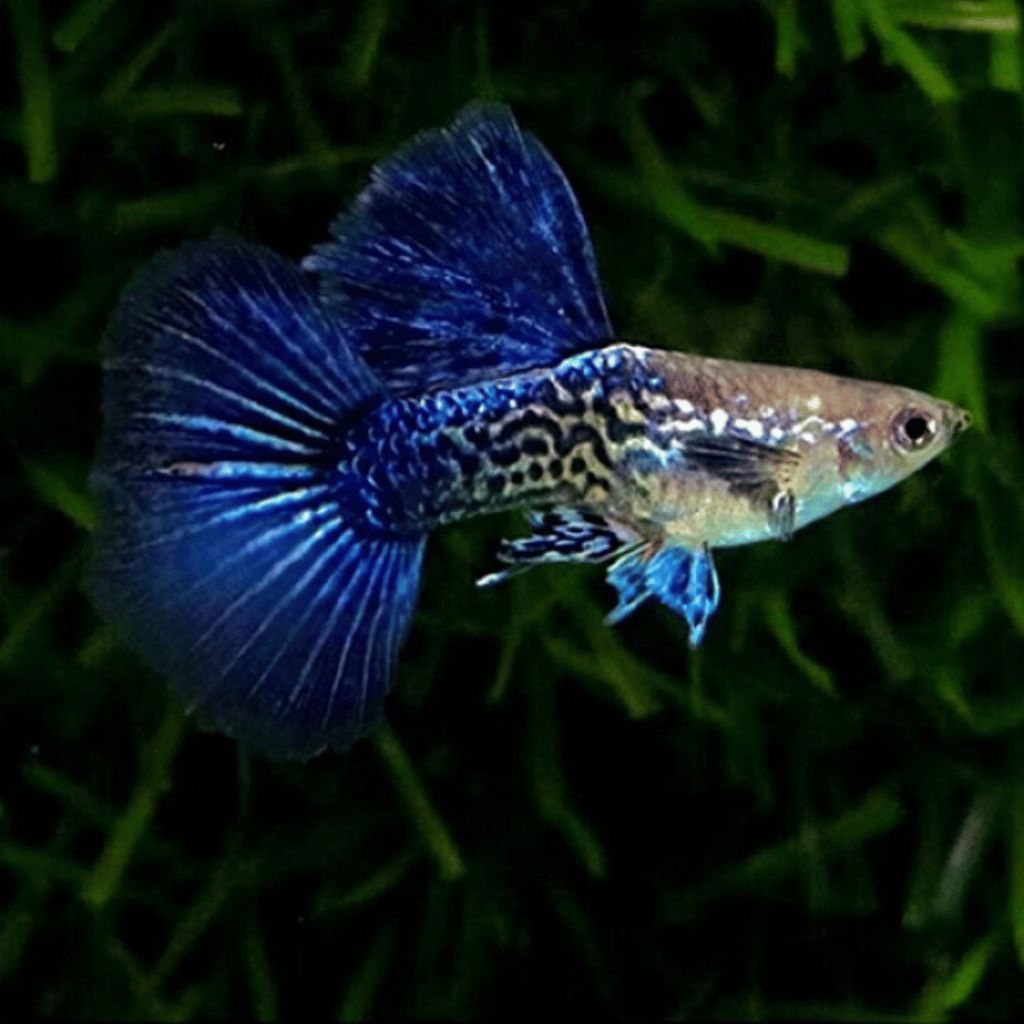 Hiasan aquarium guppy purple dragon