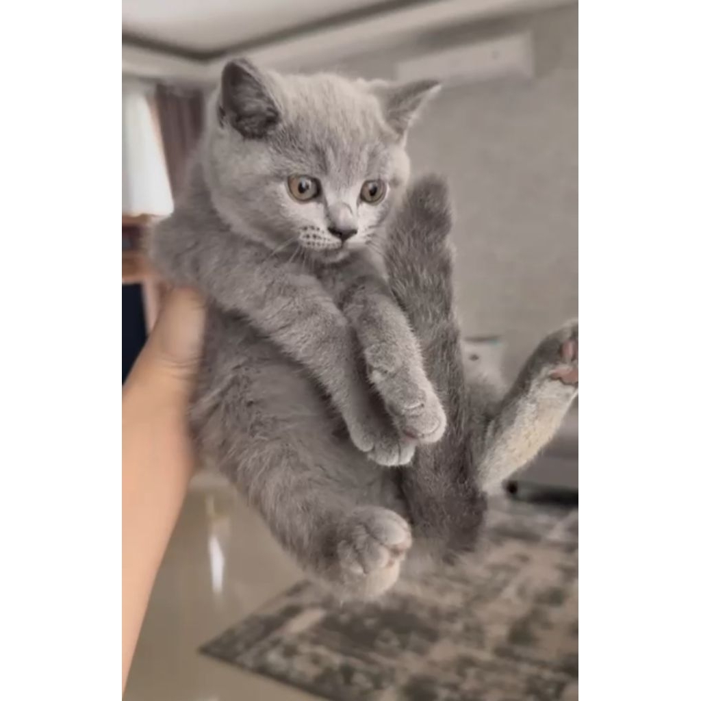 BSH blue jantan kitten