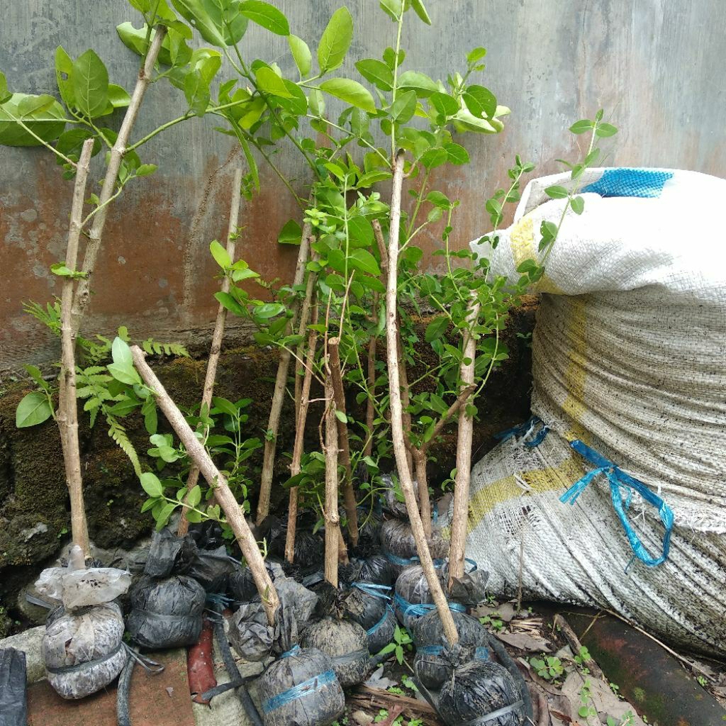 bahan_bonsai_sancang_stek