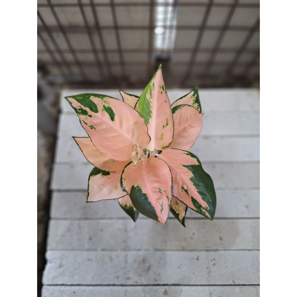 tanaman hias aglonema SUKSOM PINK INDUK