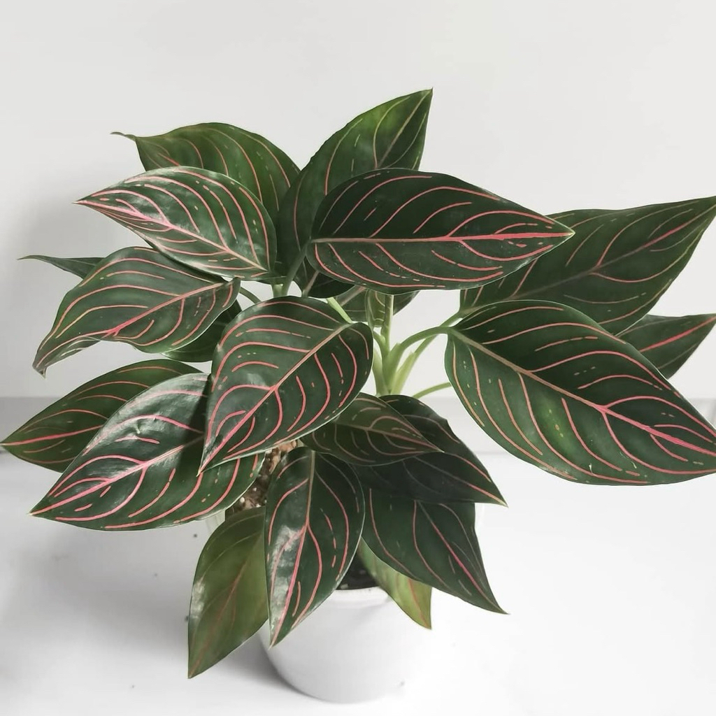 Aglonema rotundum tiger | Tanaman aglonema rotundum tiger | Aglaonema rotundum 3