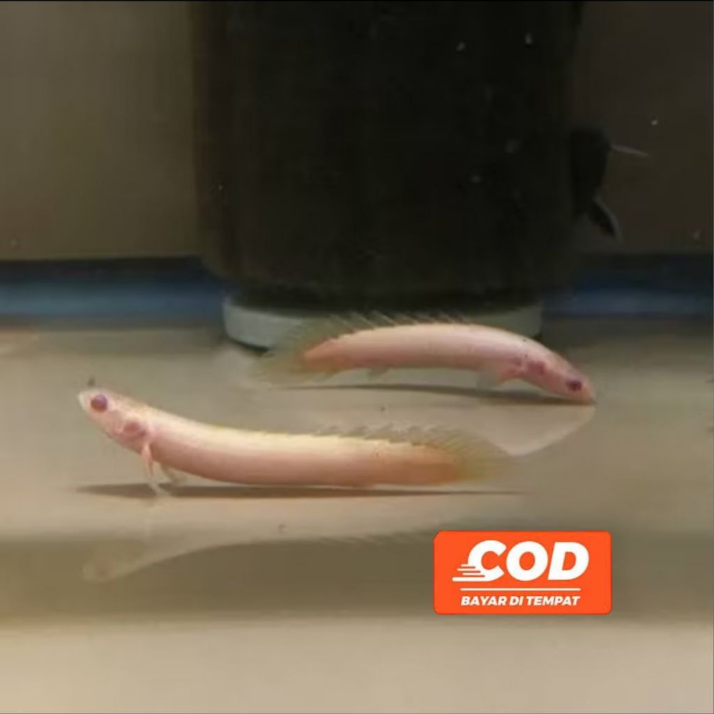 Ikan Palmas Albino Ikan Naga Ikan Predator Ait Tawar Mata Merah Ikan Albino Ikan Purba