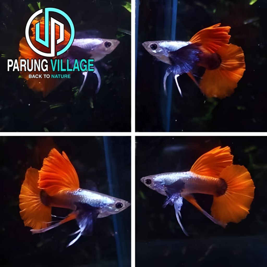 Cairan Pewangi PRTDE Ribbon