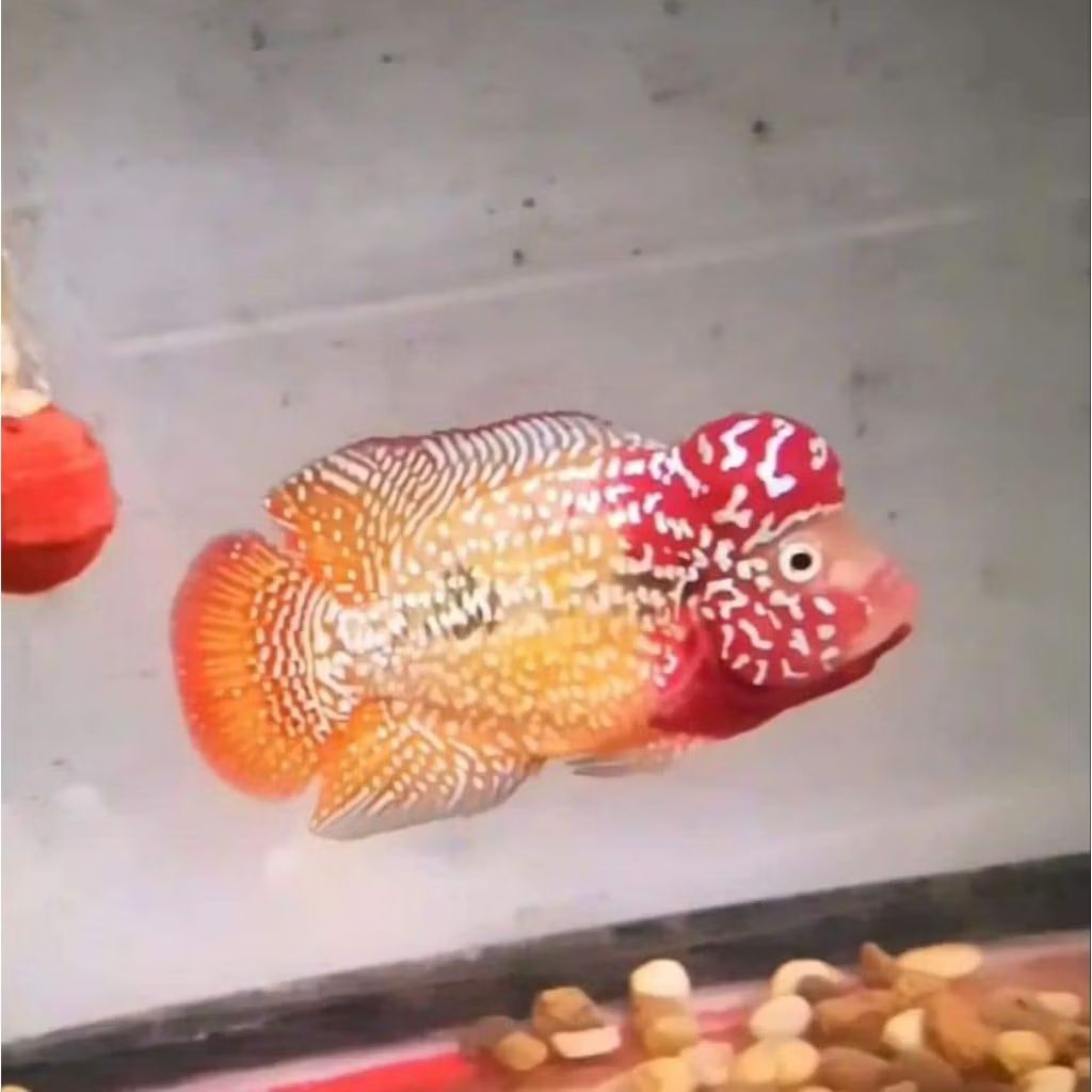 Update terbaru termurah Burayak Louhan lohan Line V8 two tone