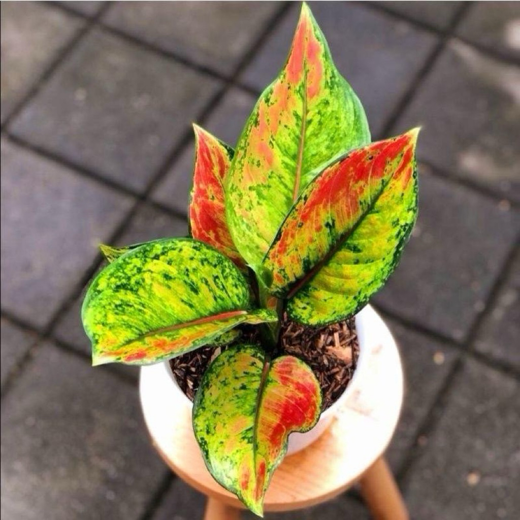 Aglonema heng heng | Tanaman aglonema heng heng | Aglaonema heng heng