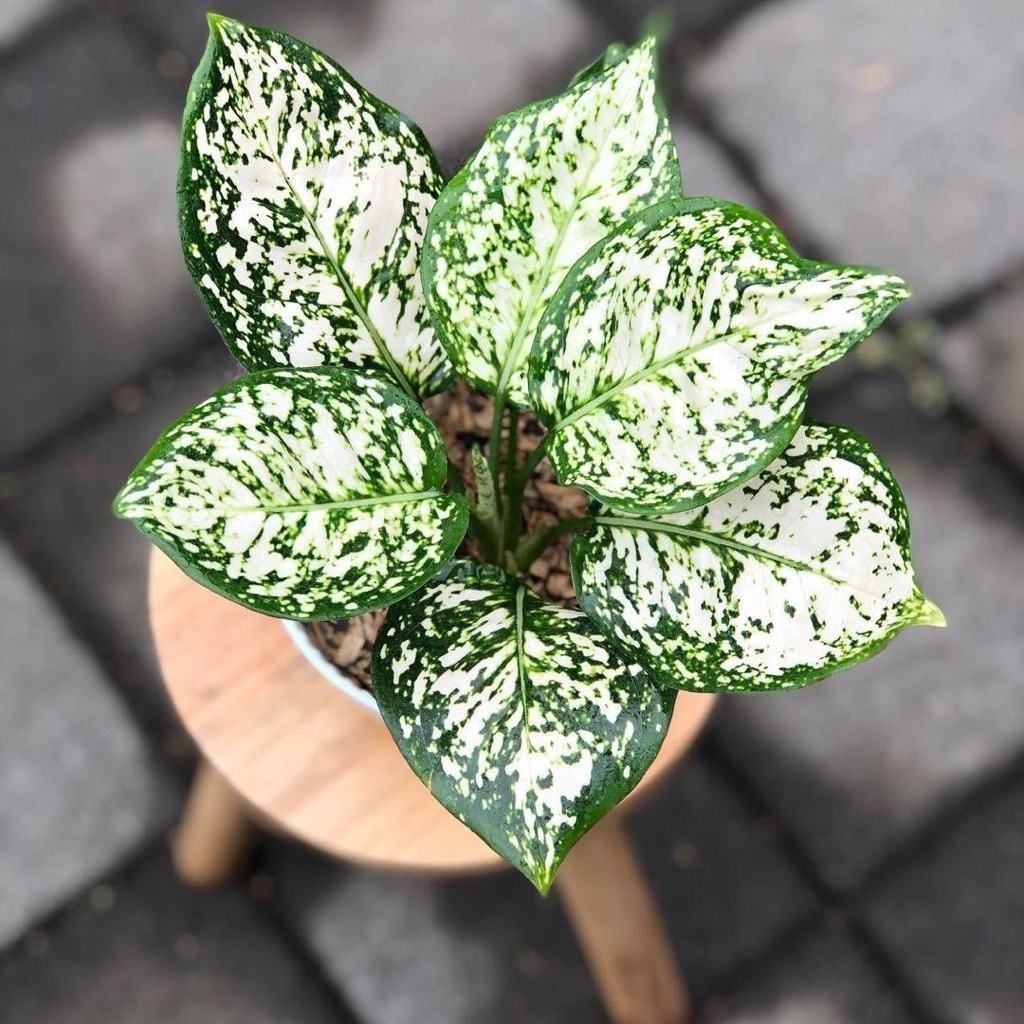 Aglonema dud white | Tanaman aglonema dud white | Aglaonema dud white