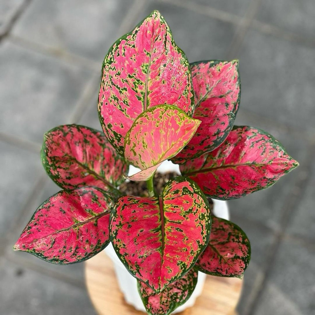 Aglonema dud anjamani | Tanaman aglonema dud anjamani merah | Aglaonema dud anjamani