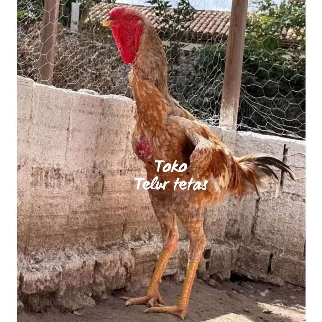 TELUR AYAM INDIO GIGANTE ORI UNTUK DITETASKAN