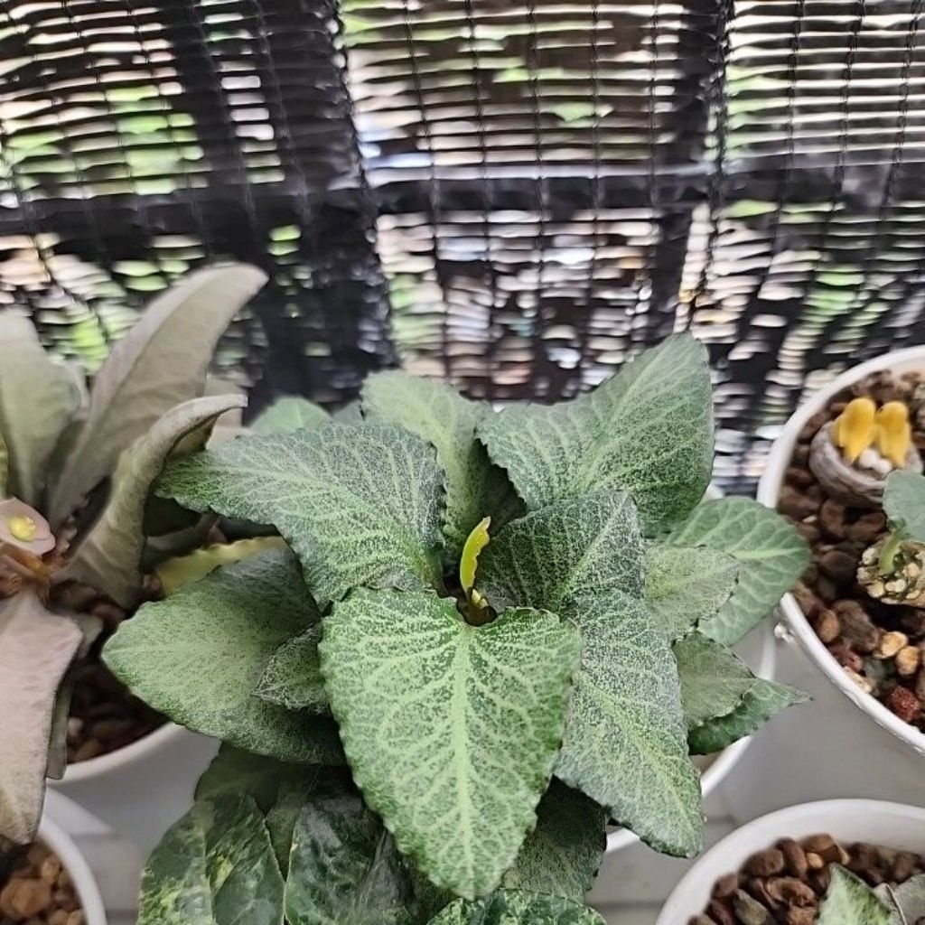 euphorbia francoisii