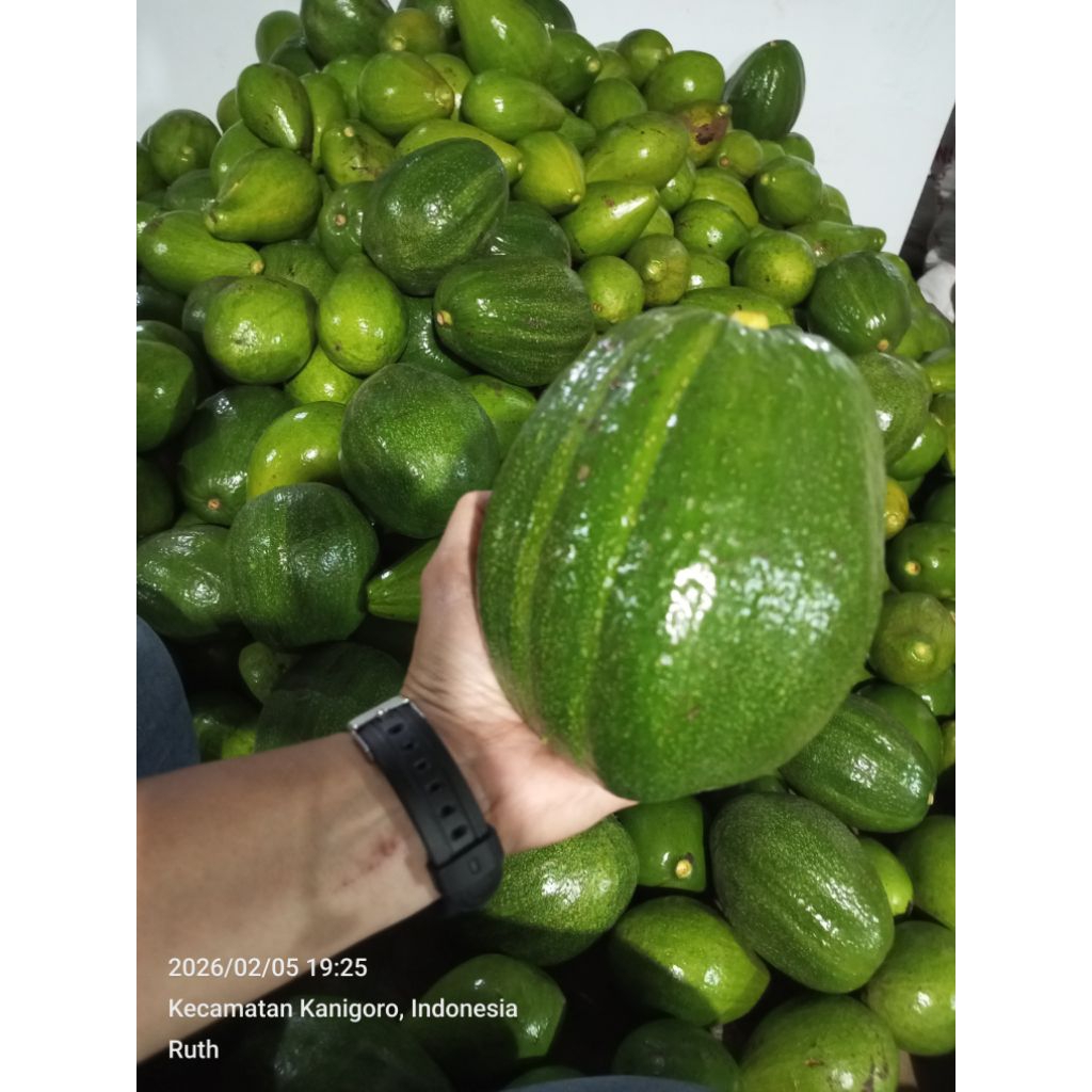 Alpukat markus 1kg isi 2