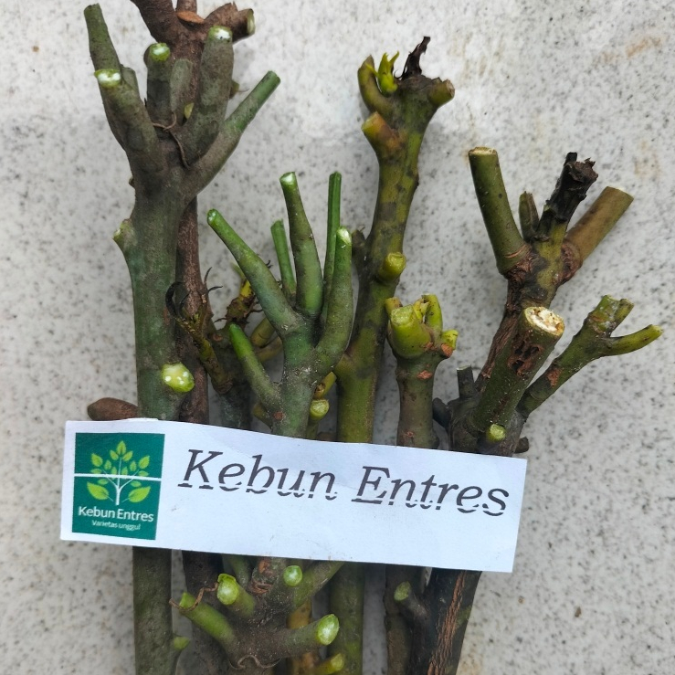 entres mangga manalagi probolinggo 5 mata tunas