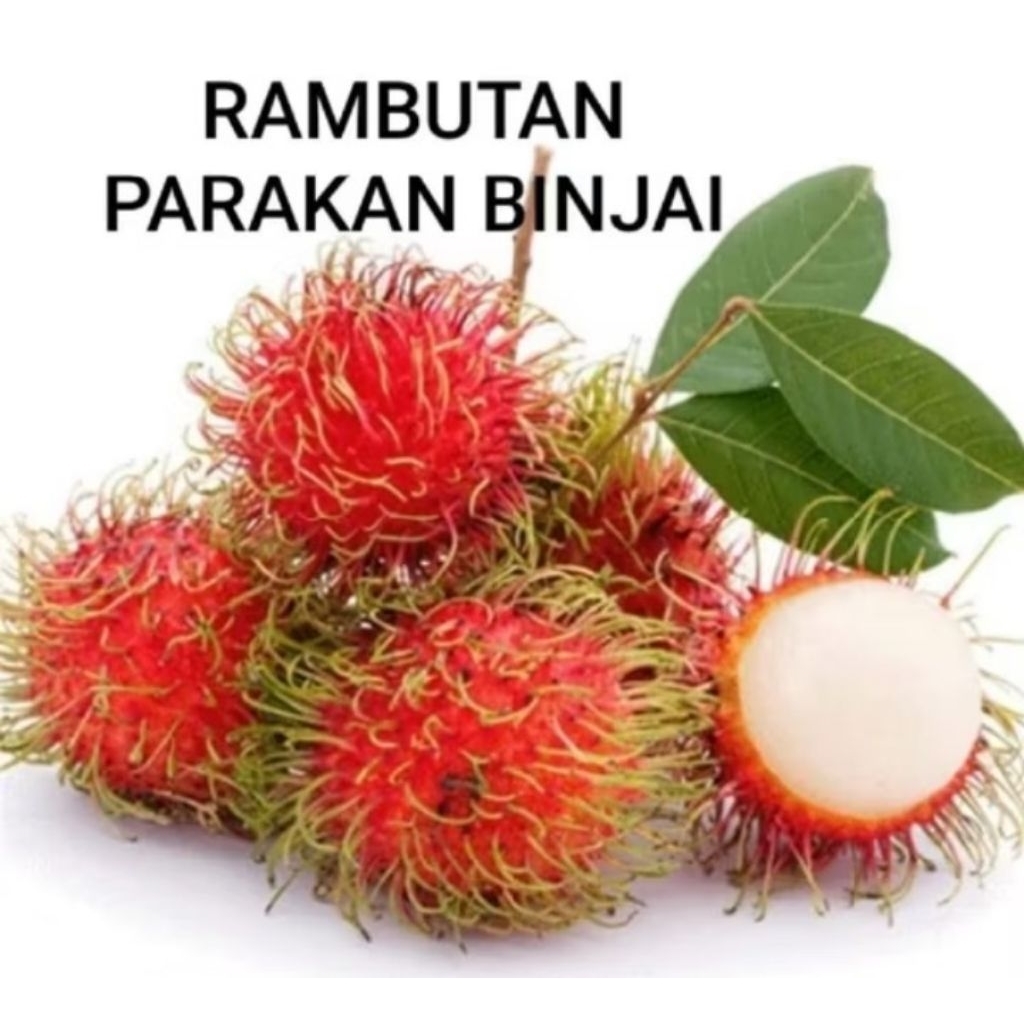 BUAH RAMBUTAN PARAKAN BINJAI FRESH 1 IKAT