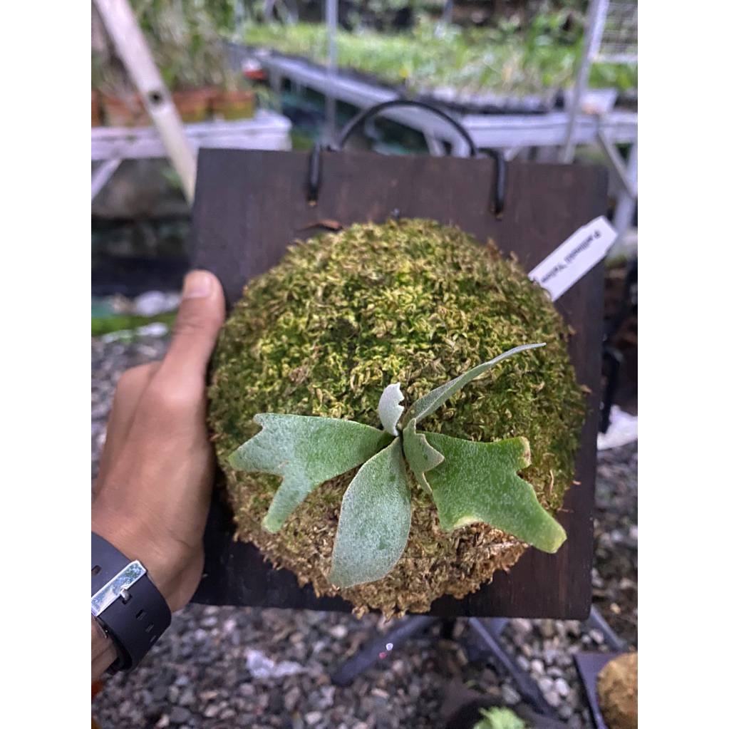 Platycerium Yellow Moon Dwarf